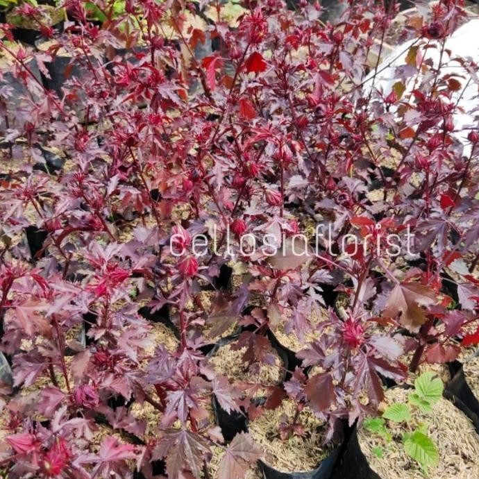 

Terlaris Tanaman Hibiscus Acetosella / Red Panama / Rosella Merah - Herbal