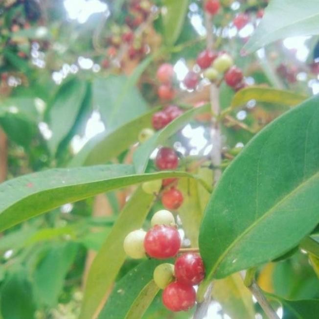 

Terlaris Bibit Tanaman Daun Salam/ Pohon Salam Bumbu Dapur