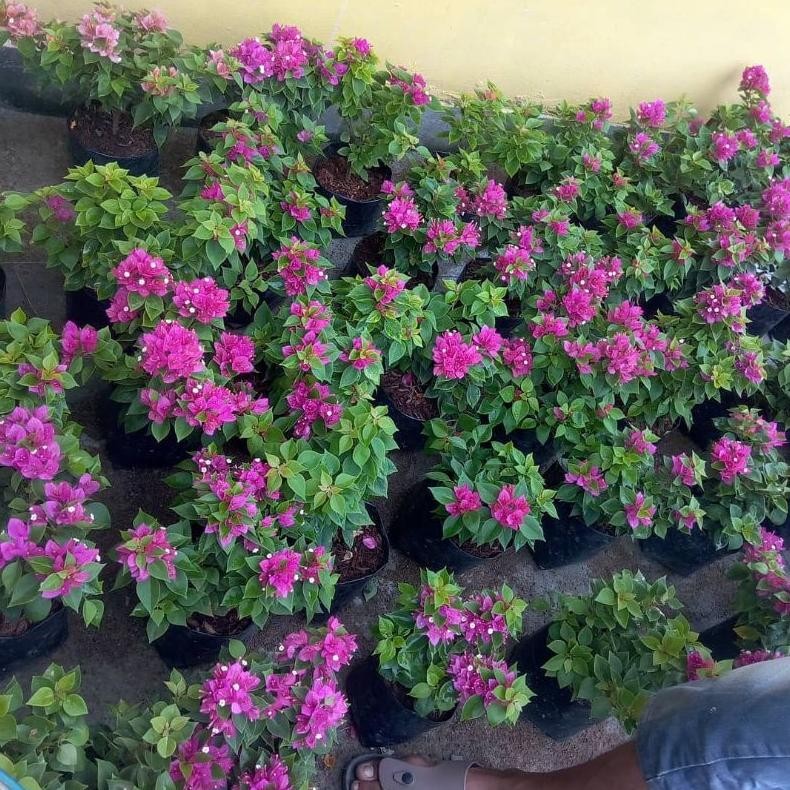 Tanaman Hias Bougenville Singapura Daun Hijau Bonsai - Savanan Bonsai