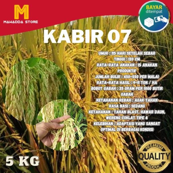 

Terlaris Benih Padi Unggul Kabir 07