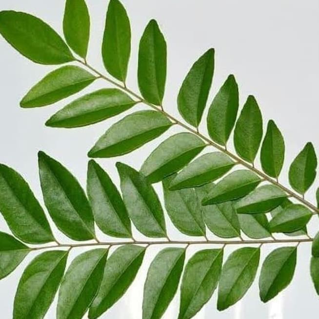 

Terlaris Bibit Pohon Salam Koja/Temuru/Daun Kari - 20Cm Murah