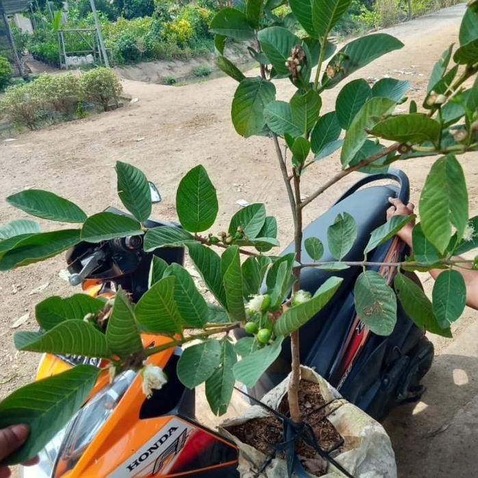 

Terlaris Bibit Jambu Kristal Non Biji Super Kondisi Berbuah