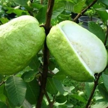 

Terlaris Bibit Buah Jambu Sukun Kristal(Kondisi Berbuah /Berbunga)