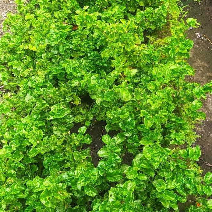 

Terlaris Tanaman Herbal Basil Rimbun Mudah Di Rawat