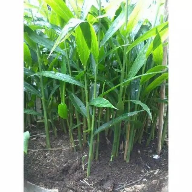 

Terlaris Bibit Tanamn Jahe Gajah Organik Pohon Murah