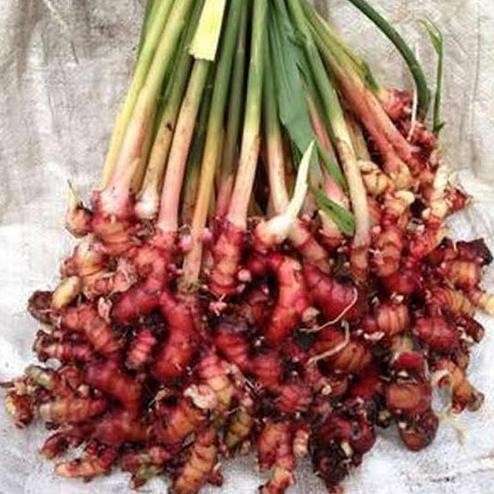 

Terlaris Promo Bibit Herbal Jahe Merah Siap Tanam (Beli 5 Gratis 1