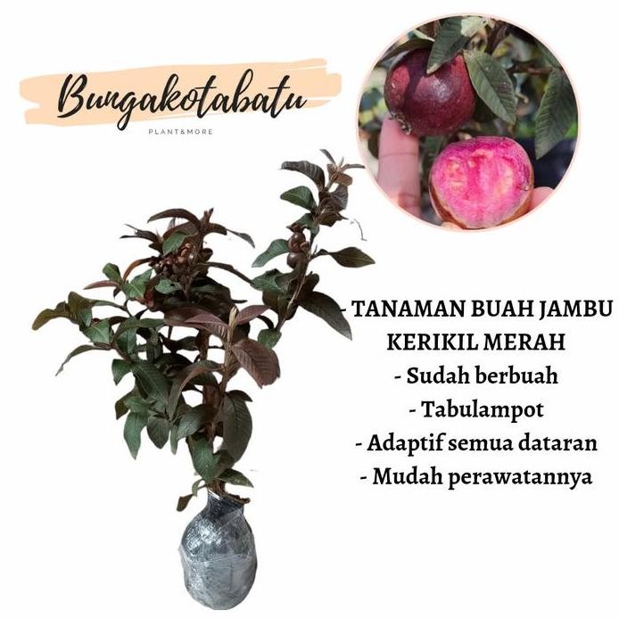 

Terlaris Bibit Tanaman Buah Jambu Kerikil Merah
