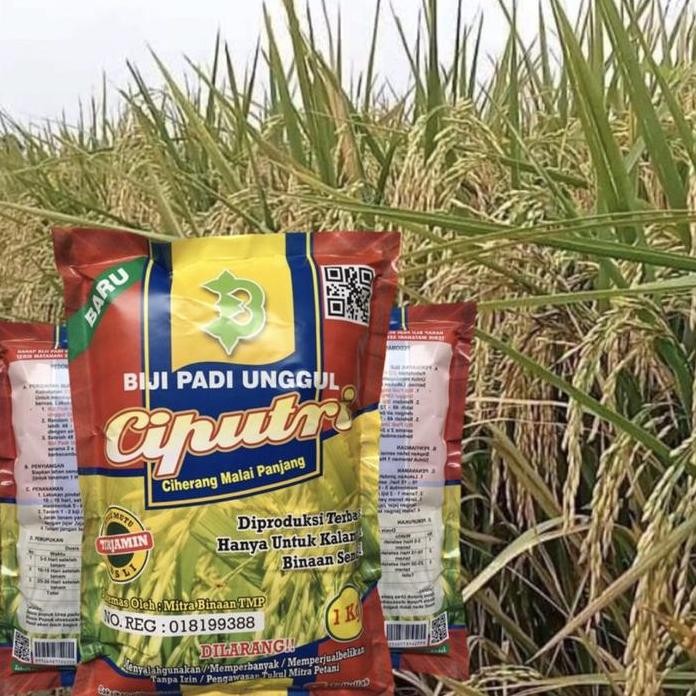 

Terlaris Biji Padi Ciputri Kualitas Super