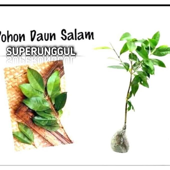 

Terlaris Bibit Tanaman Daun Salam Daun Rempah Terlaris
