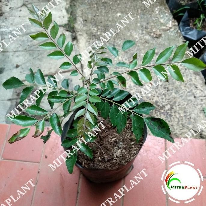 

Terlaris Ready Jt Bibit Tanaman Salam Koja - Pohon Salam Koja - Daun Temuru - Daun Kari