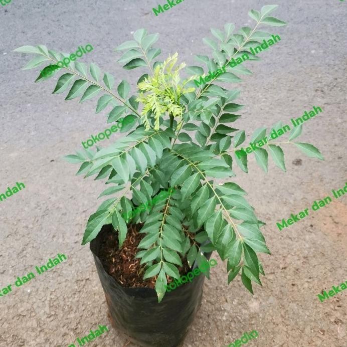 

Terlaris Ready Bibit Pohon Daun Kari, Salam Koja/ Tanaman Salam Koja, Daun Kare