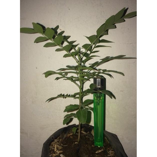 

Terlaris Herbal Lj / Bibit Tanaman Daun Kari / Salam Koja Kursto 7209Oi