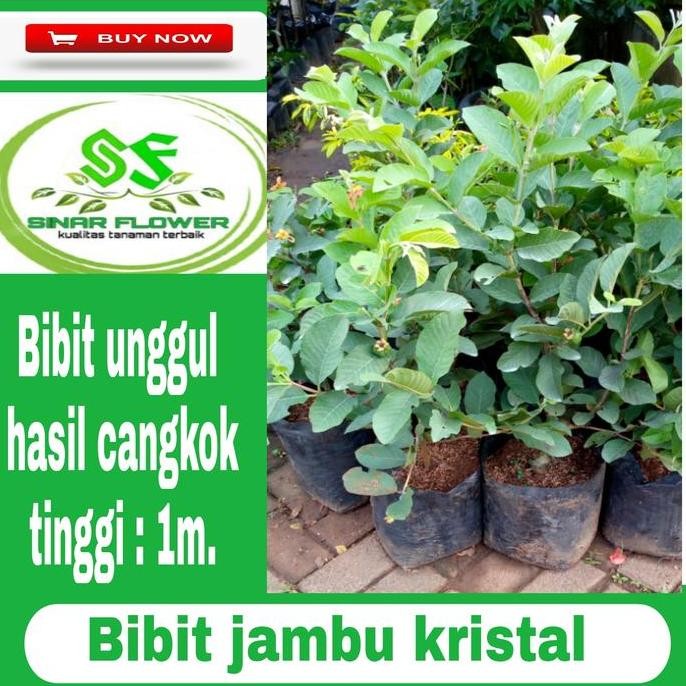 

Terlaris Bibit Pohon Jambu Kristal/Pohon Buah/Tanaman Jambu Kristal/Benih Jambu