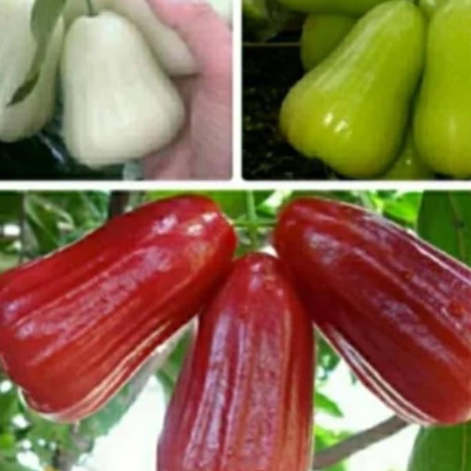 

Terlaris Paket Bibit Jambu Air Madu Deli Merah Hijau Susu