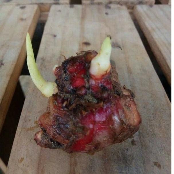 

Terlaris Bibit Jahe Merah Bertunas Siap Tanam
