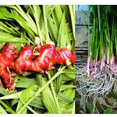 

Terlaris Bibit Tanaman Obat Herbal Jahe Merah Bibit Tanaman Super Unggul Asli Original