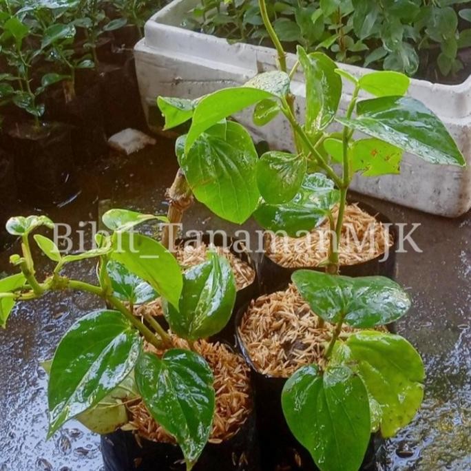 

Terlaris Bibit Sirih Hijau / Tanaman Herbal Daun Sirih