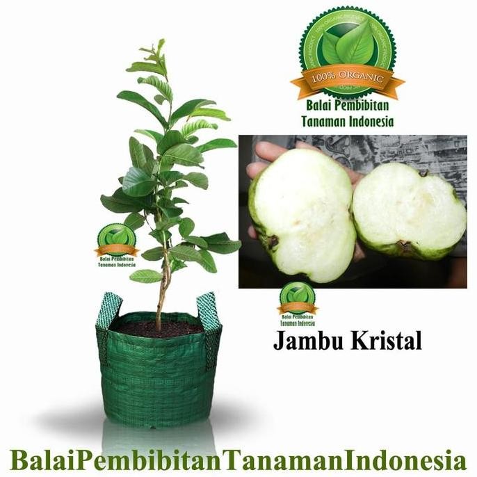 

Terlaris Bibit Jambu Kristal / Bibit Buah / Tanaman