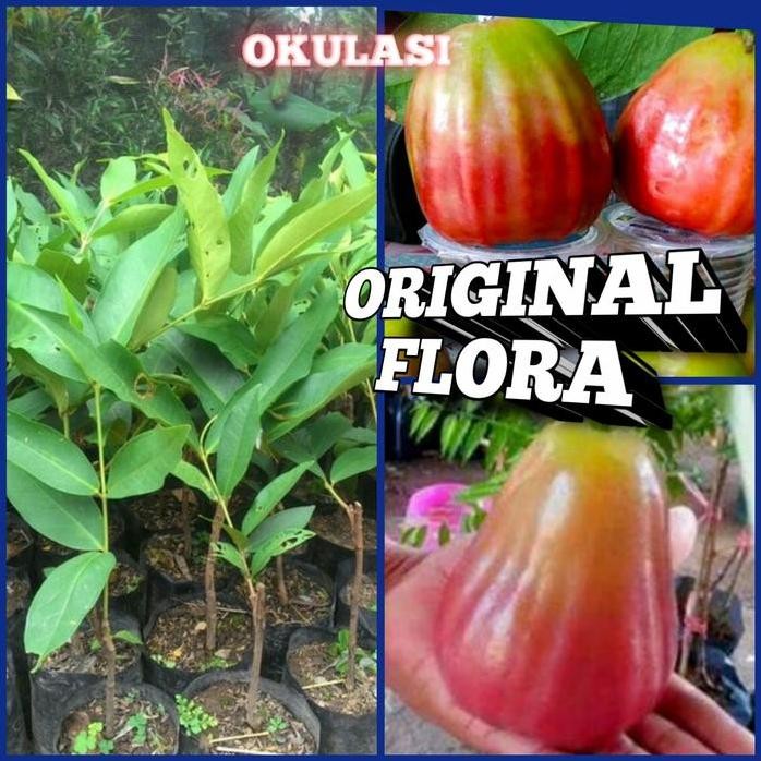 

Terlaris Bibit Jambu Air Bajang Leang Tanaman Jambu Pohon Jambu Bajang Leang