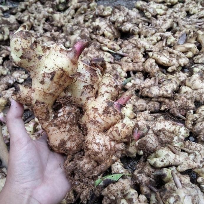 

Terlaris Ready Jt Bibit Jahe Gajah Unggul