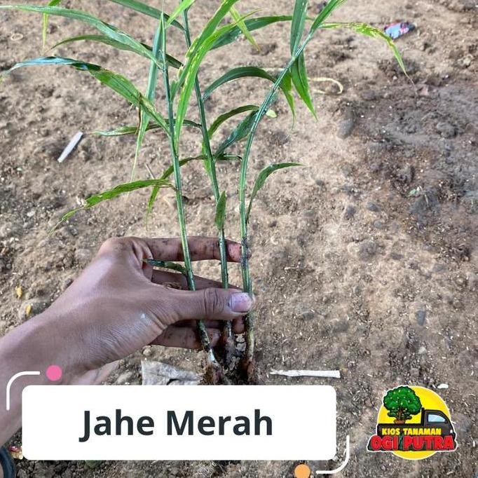 

Terlaris "Qriss" Bibit Jahe Merah Perbatang