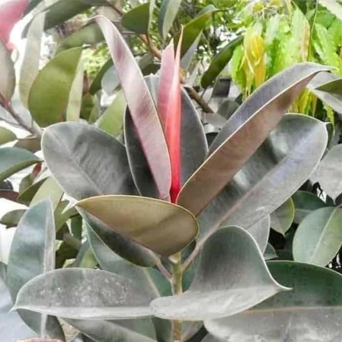 

Terlaris Tanaman Herbal Karet Kebo - Pohon Karet Kebo - Tanaman Indoor