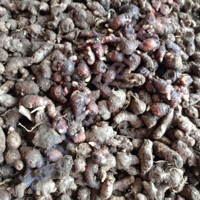 

Terlaris (Best Saller) Bibit Jahe Merah Super Bertunas Siap Semai Bestseller