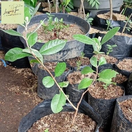 

Terlaris Bibit Tanaman Buah Jambu Feijoa Langka Topm