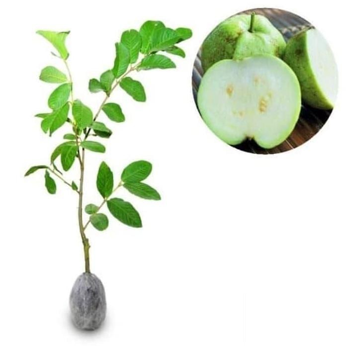 

Terlaris Bibit Tanaman Buah Jambu Kristal Tanpa Biji