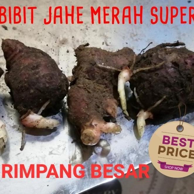 

Terlaris Bibit Jahe Merah Super 1 Kg, Tinggal Semai