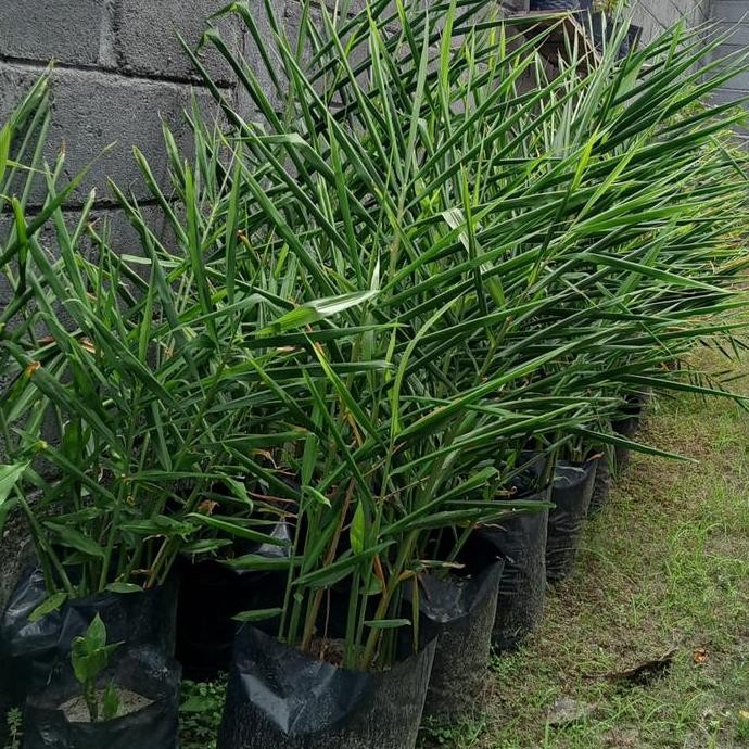 

Terlaris Bibit Herbal Unggul Jahe Merah Berakar , Satu Paket Isi 3 , Siap Tanam