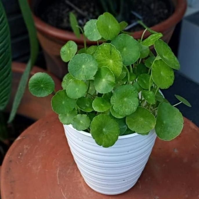 

Terlaris Tanaman Hias Centella Asiatica / Daun Pegagan / Herbal / Inc Pot Tawon