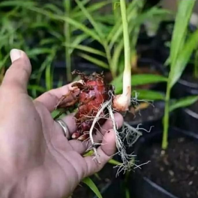 

Terlaris Bibit Pohon Jahe Merah | Tanaman Herbal Pohon Jahe Merah Eeee