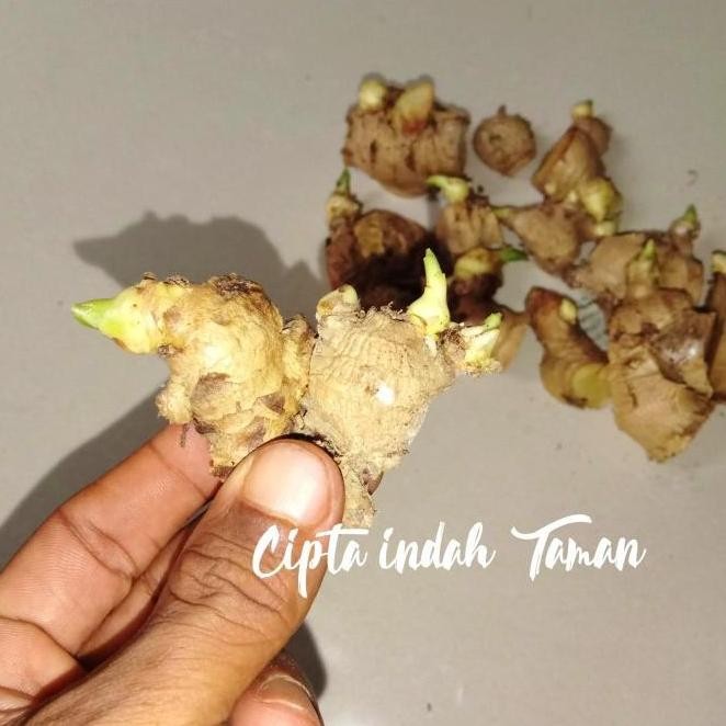 

Terlaris Bibit Jahe Putih | Tunas Tanaman Jahe | Jahe Herbal By Argoplantbag