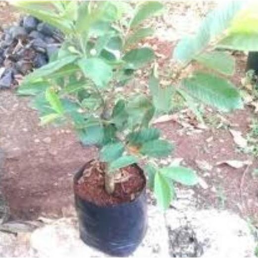 Terlaris Bibit Jambu Biji Siumik Pala Cangkok