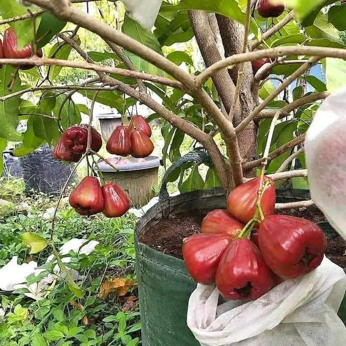 

Terlaris Bibit Jambu Dalhari Super