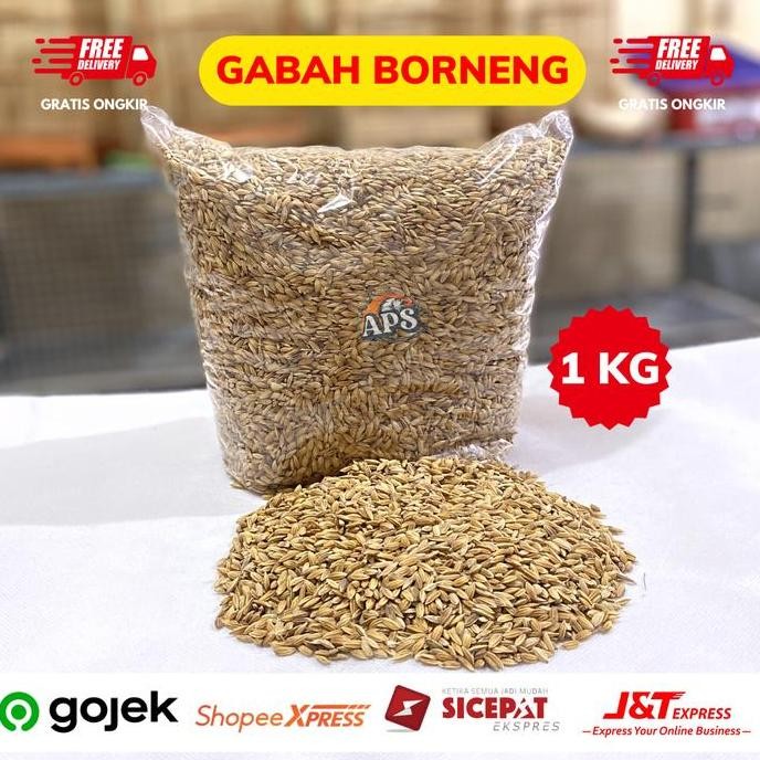 

Terlaris Gabah Padi Pakan Burung Berkualitas 1Kg