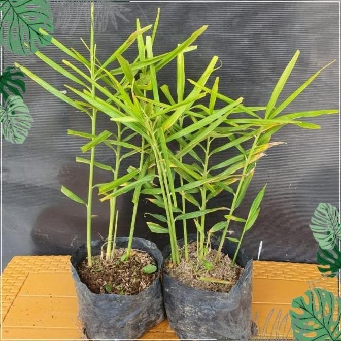 

Terlaris Tanaman Jahe Merah Bibit Herbal Jahe Merah By Argoplantbag