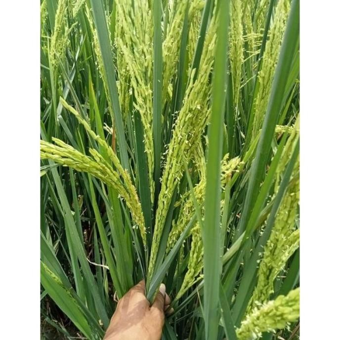 

Terlaris Benih Padi Rajasa 01 Terbaru Kemasan 5Kg