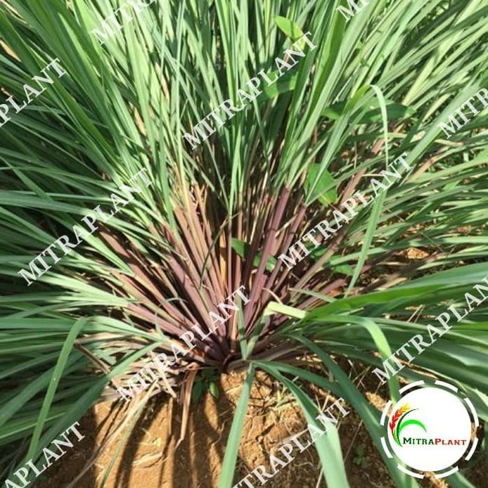 

Terlaris New Bibit Tanaman Sereh Wangi Merah - Pohon Akar Serai Bahan Minyak Herbal