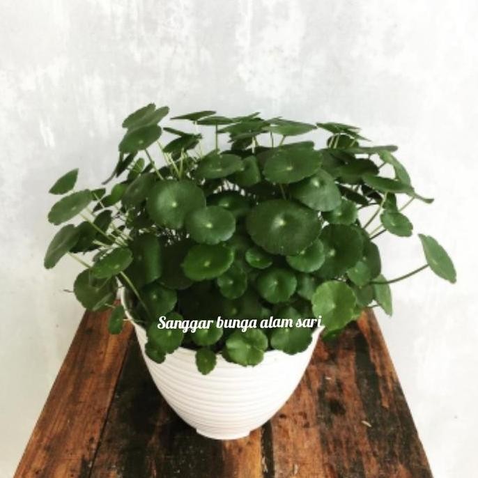 

Terlaris Tanaman Herbal Pegagan + Pot Puti