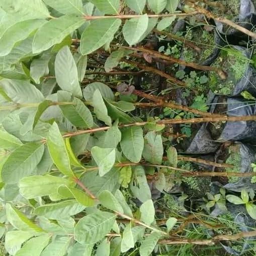 

Terlaris Bibit Tanaman Buah Jambu Kristal Non Biji