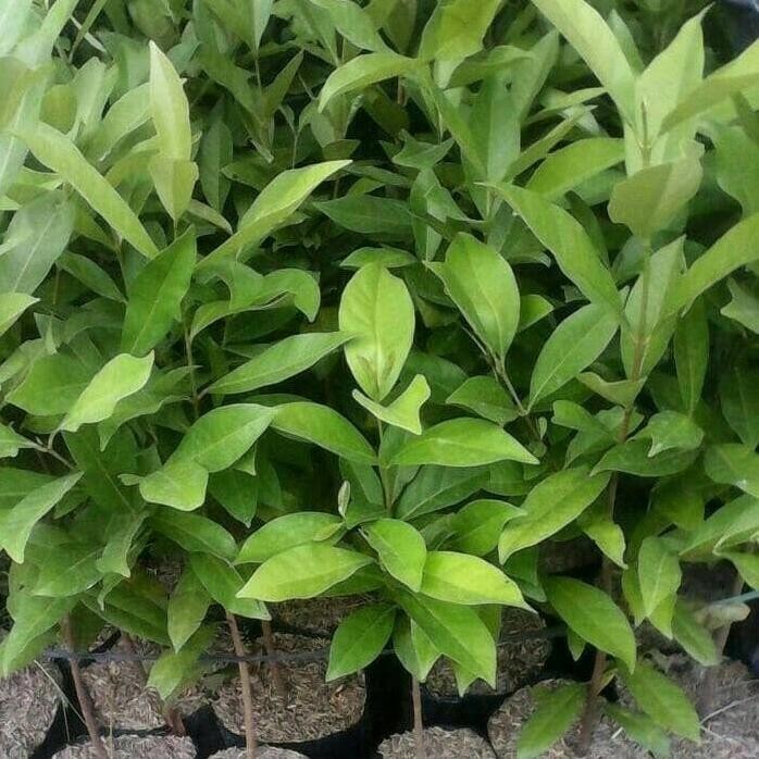 

Terlaris Bibit Tanaman Daun Salam Bumbu Masak