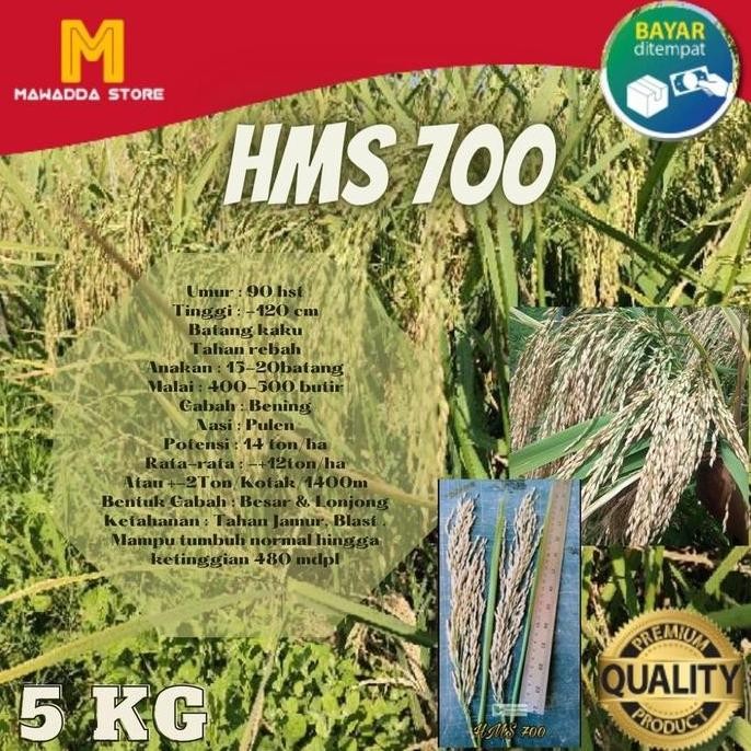 

Terlaris Bibit Padi Unggul Hms 700 5Kg