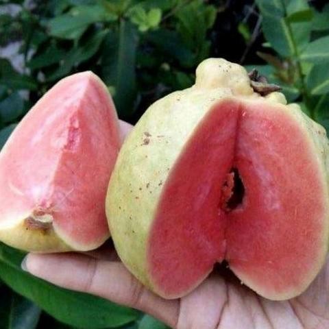 

Terlaris Bibit Jambu Kristal Sukun Merah Berbuah