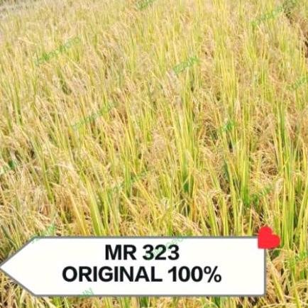 

Terlaris Benih Padi Mr323 Premium