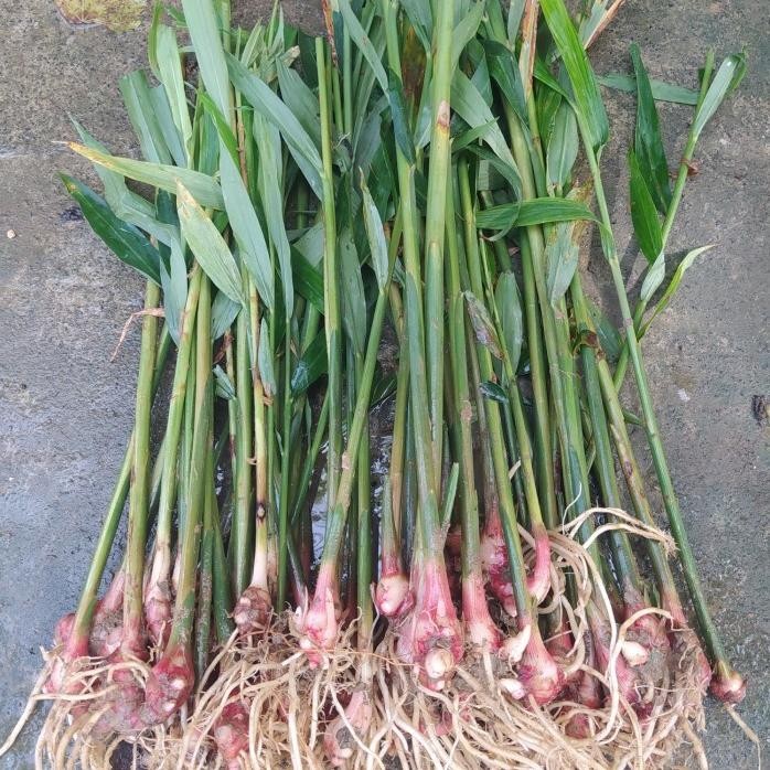 

Terlaris Bibit Jahe Merah Super Siap Tanam