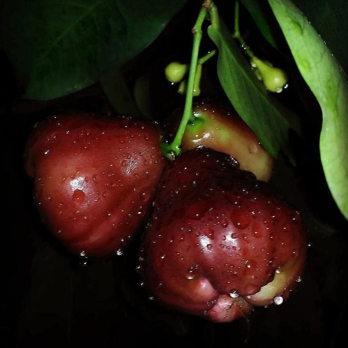 

Terlaris Bibit Jambu Air Blak Kingkong Super Unggul Cepat Berbuah Dalam Pot