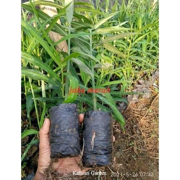 

Terlaris Pohon Bibit Jahe Merah Varietas Bibit Subur
