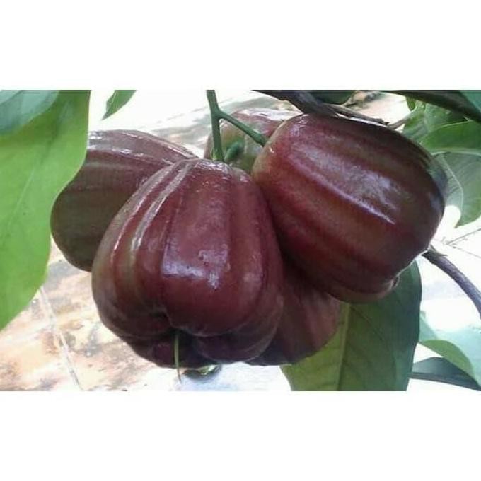 

Terlaris Bibit Jambu Air Dalhari Super 50 Cm